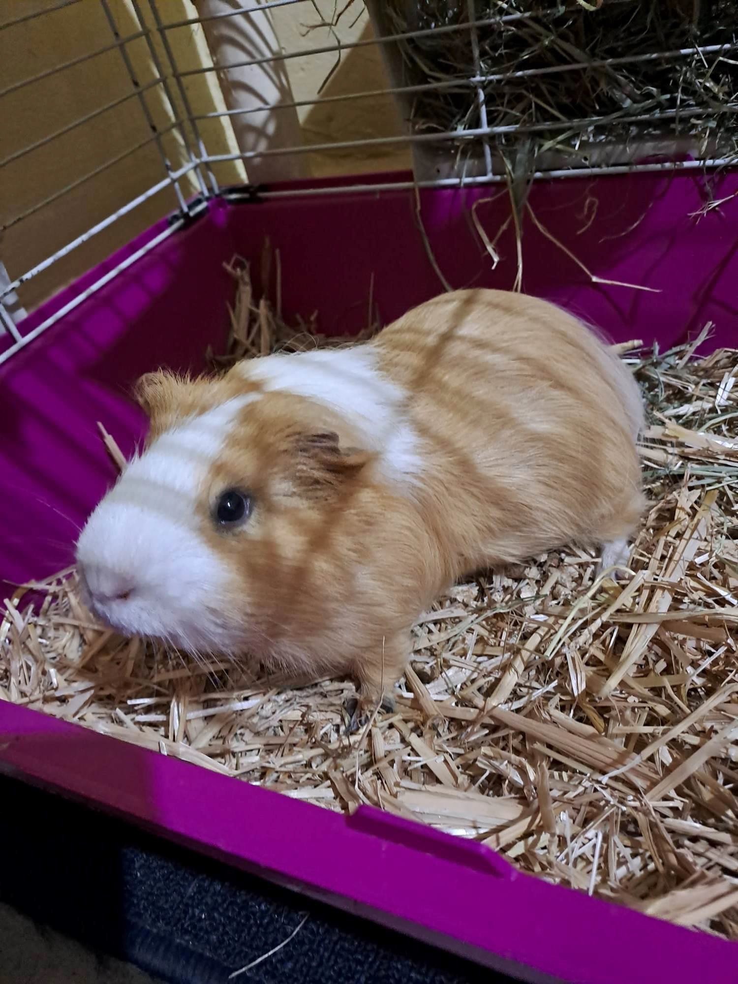 Az én tengerimalacom