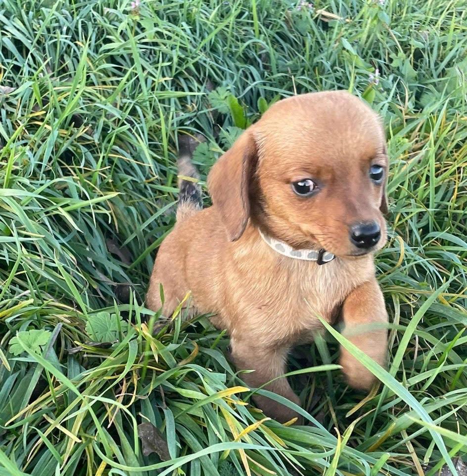 Bolyhos kis kedvencek