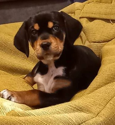 Egy megvalósult álom