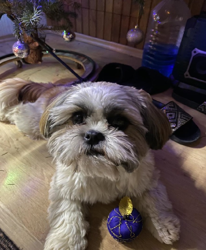 Az én kis kedvencem