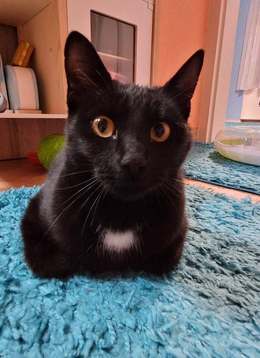 Az én háziállatom