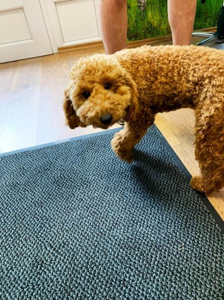 Egy megvalósult álom