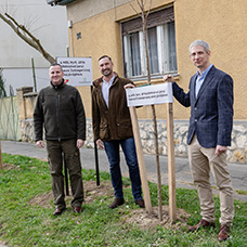 Újabb facsemetéket ültettek a Jókai utcában